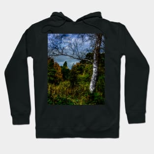 Autumnal Silver Birch Hoodie